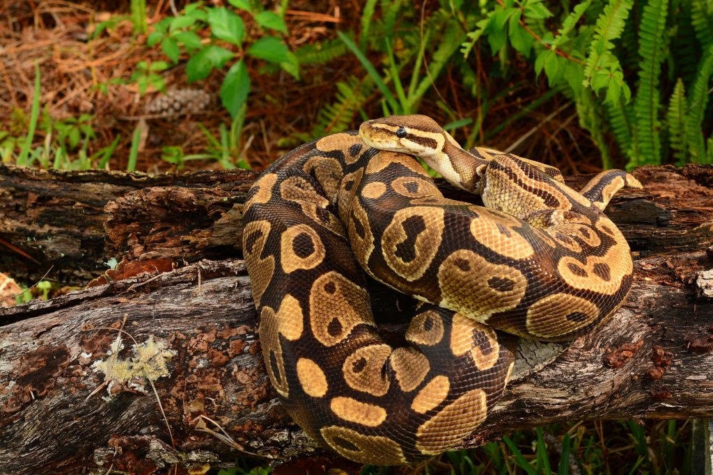 African Ball Python curled into a tight ball, a docile and popular pet snake