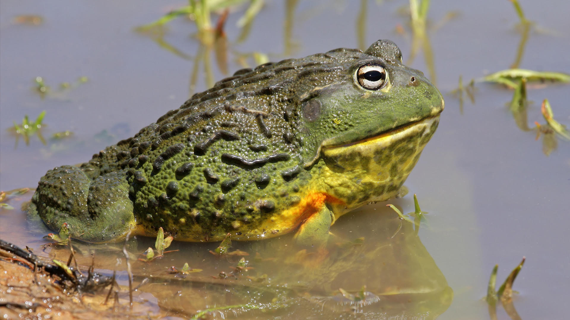 African Bullfrog, one of the world's largest frogs with a wide mouth and robust body