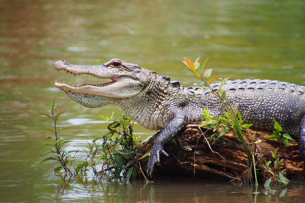 American Alligator with its characteristic broad snout and armored body