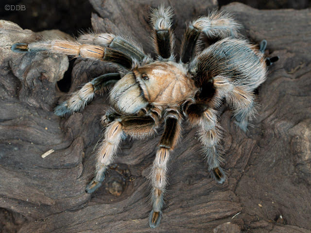 Arizona Blonde Tarantula, a large North American spider with golden-tan coloring