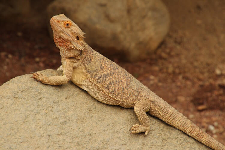 Bearded Dragon perched and alert, a friendly lizard native to Australia