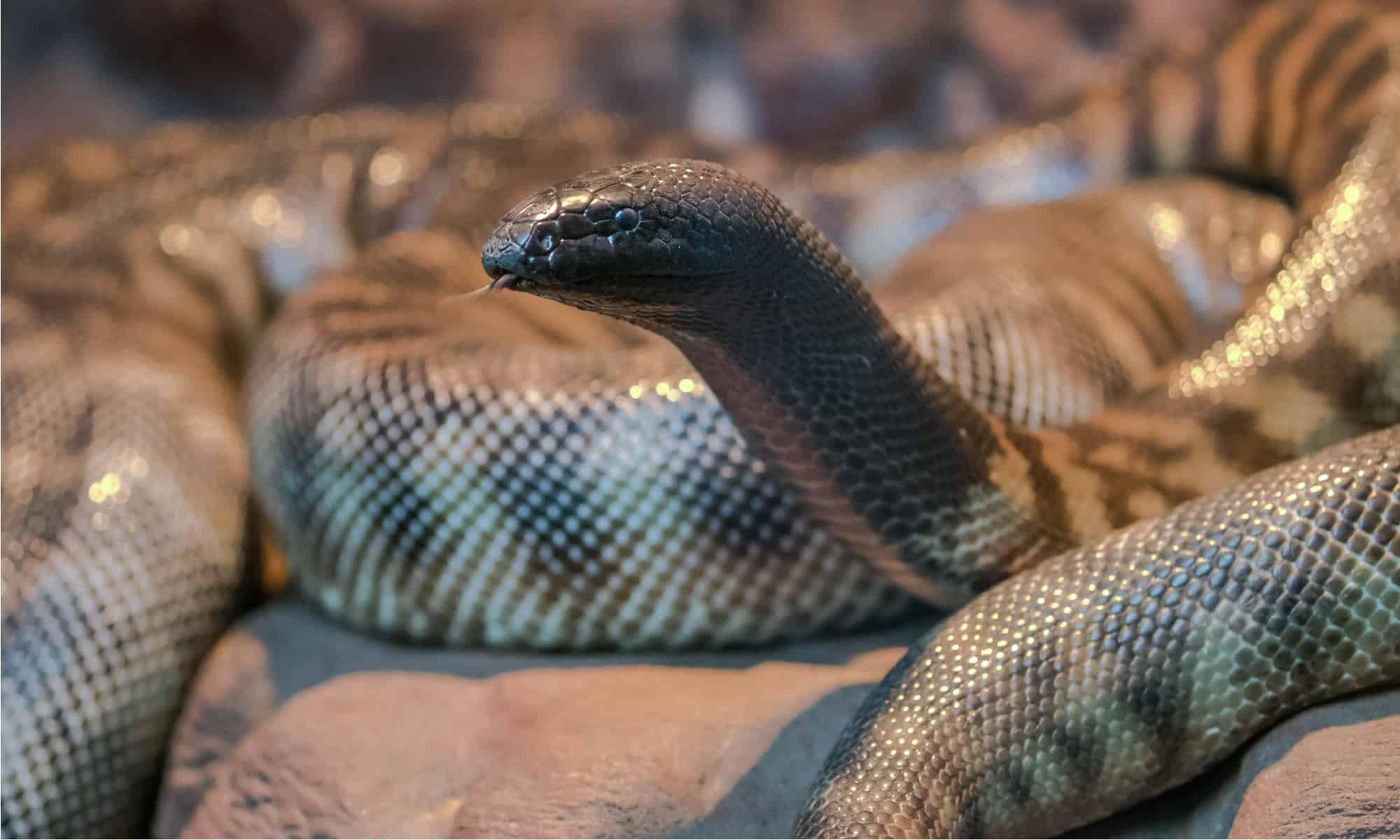 Black Headed Python with its distinctive jet-black head contrasting its patterned body