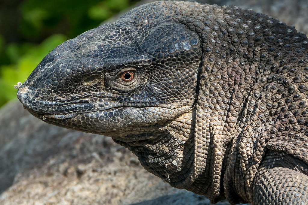 Black Throated Monitor, a large African lizard with dark throat coloring