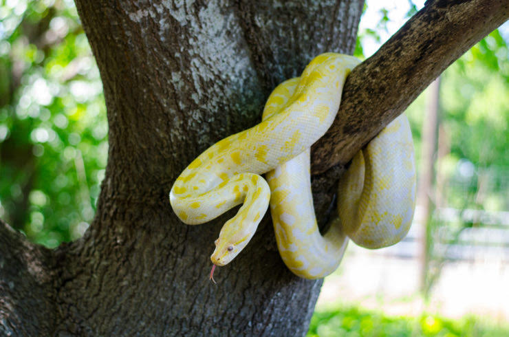 Burmese Python coiled up, a large constrictor snake native to Southeast Asia