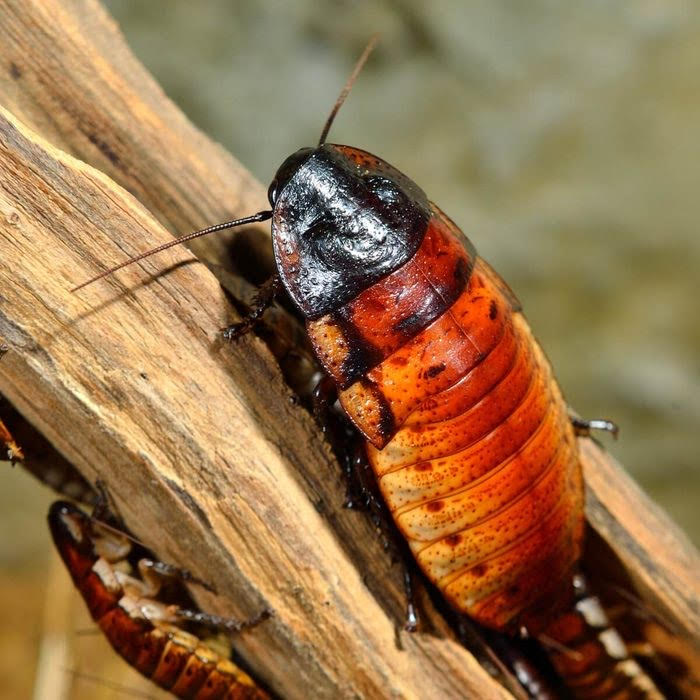 Madagascar Hissing Cockroach, a large wingless insect known for its distinctive hiss
