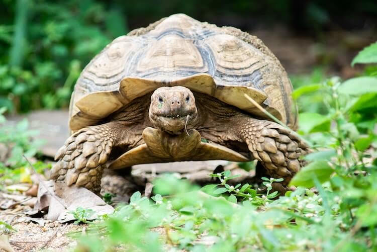 Sulcata Tortoise, a large African spurred tortoise with a textured shell