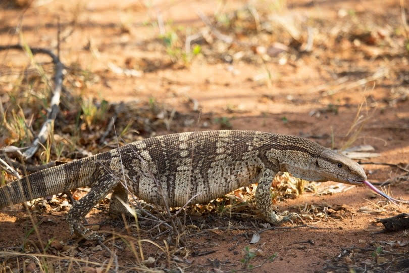 White Throated Monitor lizard, a large reptile with distinctive pale throat markings